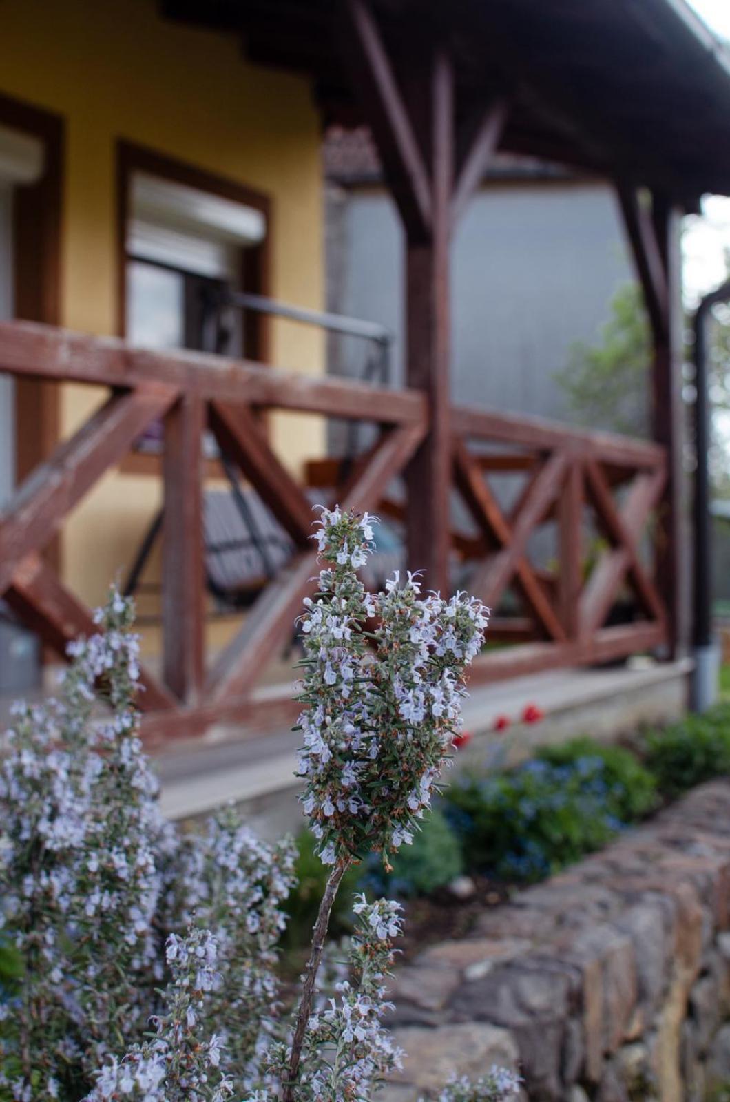 Oaza Mira Vrdnik Daire Dış mekan fotoğraf